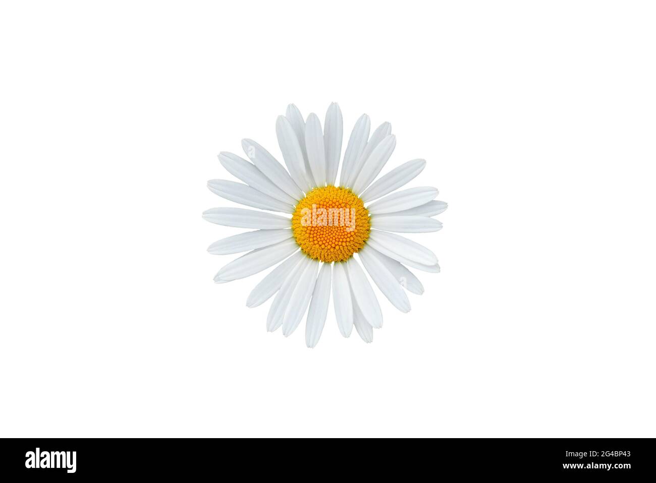 Schöne Gänseblümchen Blüte isoliert auf weißem Hintergrund Stockfoto