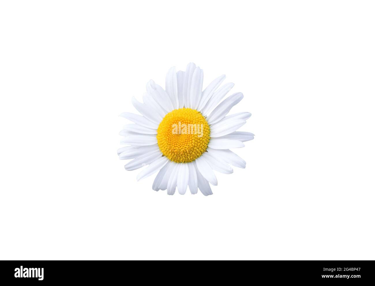 Schöne Gänseblümchen Blüte isoliert auf weißem Hintergrund Stockfoto