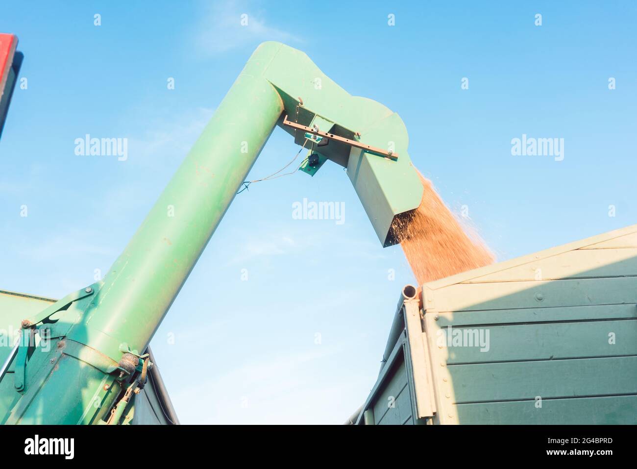 Weizen wird für den Transport auf den Anhänger geladen Stockfoto