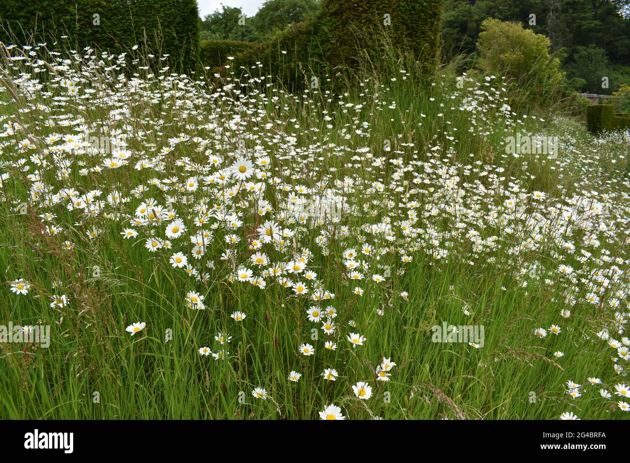 Riesige Daisy Meadow Stockfoto