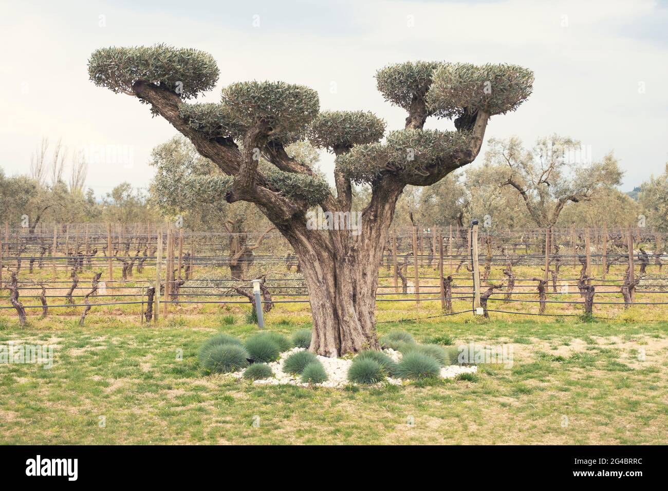 Der alte Olivenbaum wurde dekorativ beschnitten und dem Garten eine visuelle Ästhetik hinzugefügt. Stockfoto
