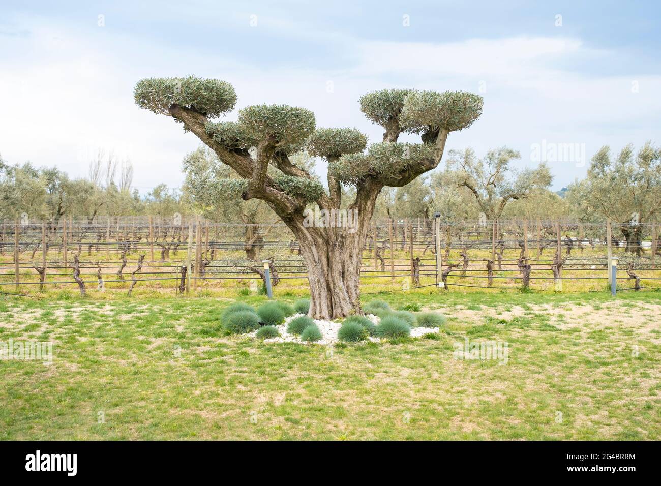 Der alte Olivenbaum wurde dekorativ beschnitten und dem Garten eine visuelle Ästhetik hinzugefügt. Stockfoto