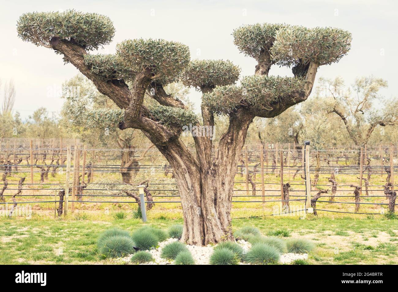Der alte Olivenbaum wurde dekorativ beschnitten und dem Garten eine visuelle Ästhetik hinzugefügt. Stockfoto