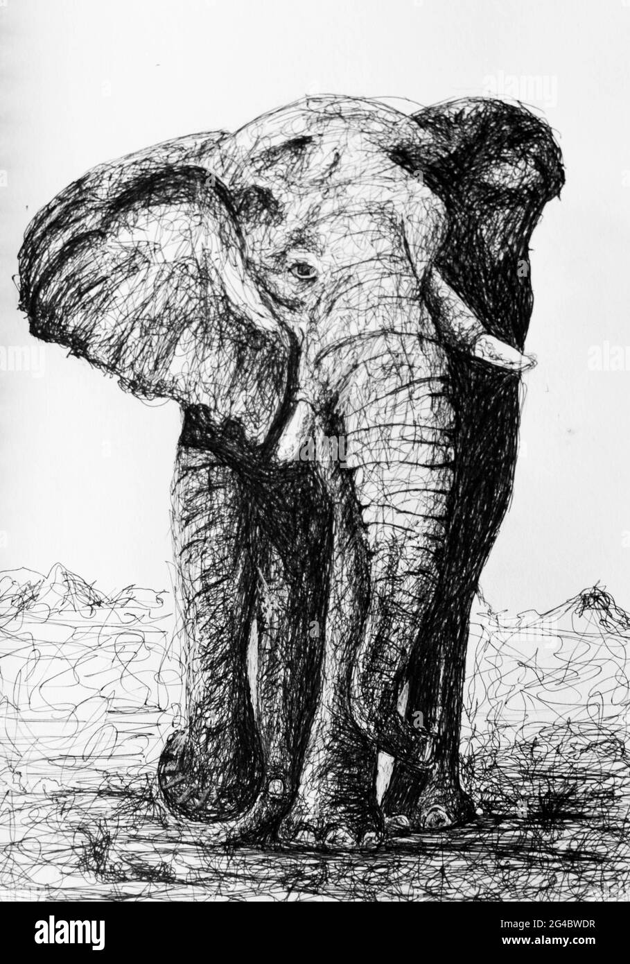 Voller frontaler Elefant Stockfoto