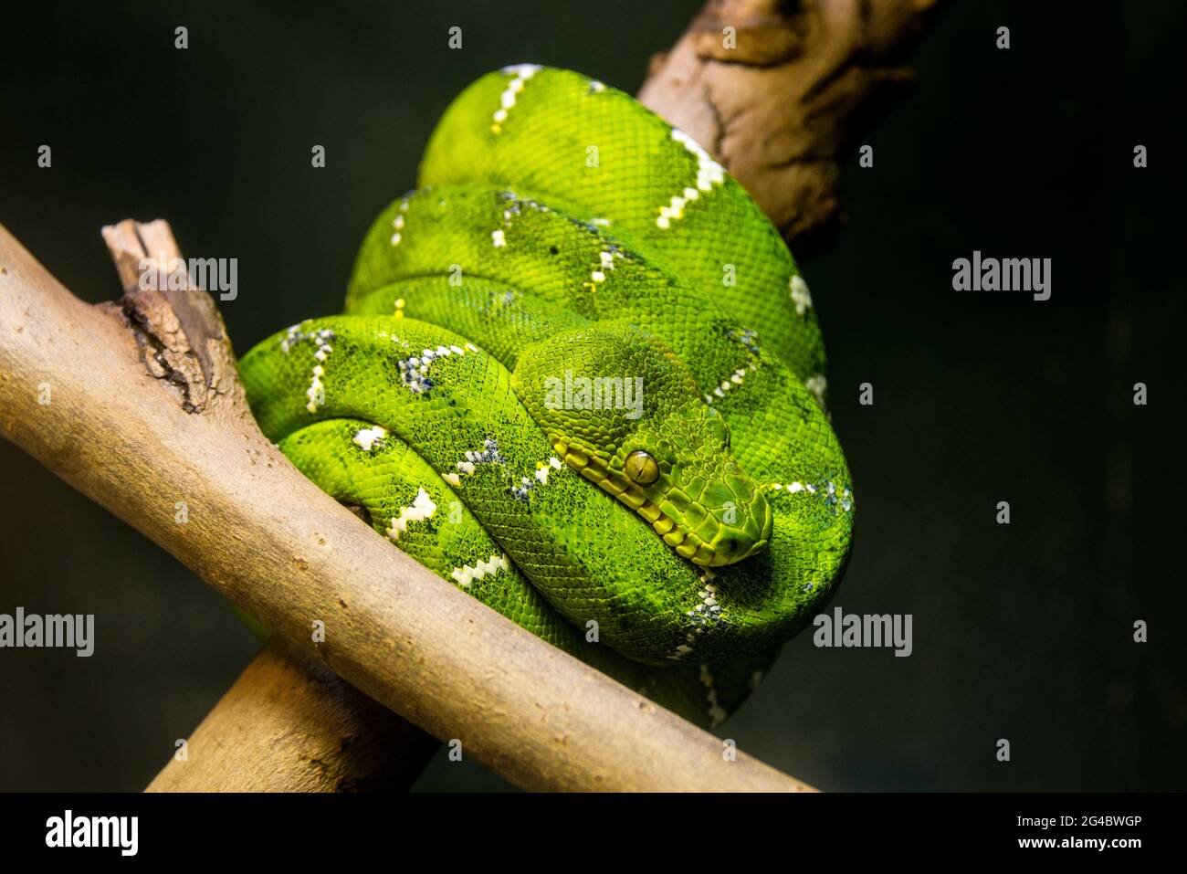 Australische Grüne Baumschlange Stockfoto