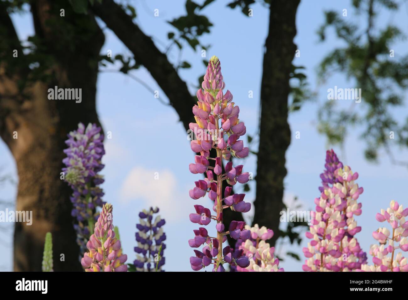 Nahaufnahme von bunten rosa und lila Lupinen Stockfoto