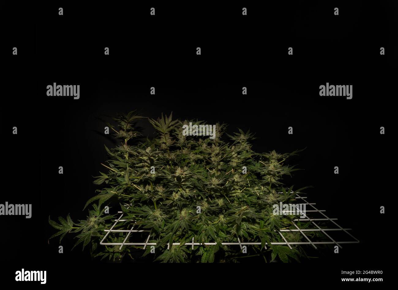 Farbe S.A.G.E. Sorte von Marihuana Blume in weißem scrog Netz mit schwarzem Hintergrund Stockfoto