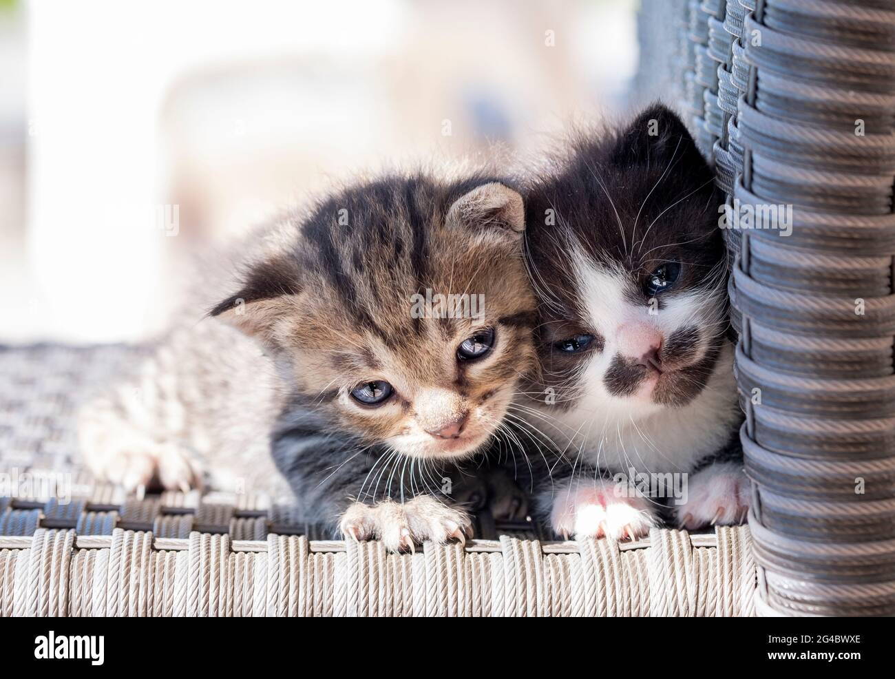 Katzenkatzen Geschwister kleben zusammen. Süße Neugeborene Kätzchen schauen überrascht an der Kamera. Stockfoto
