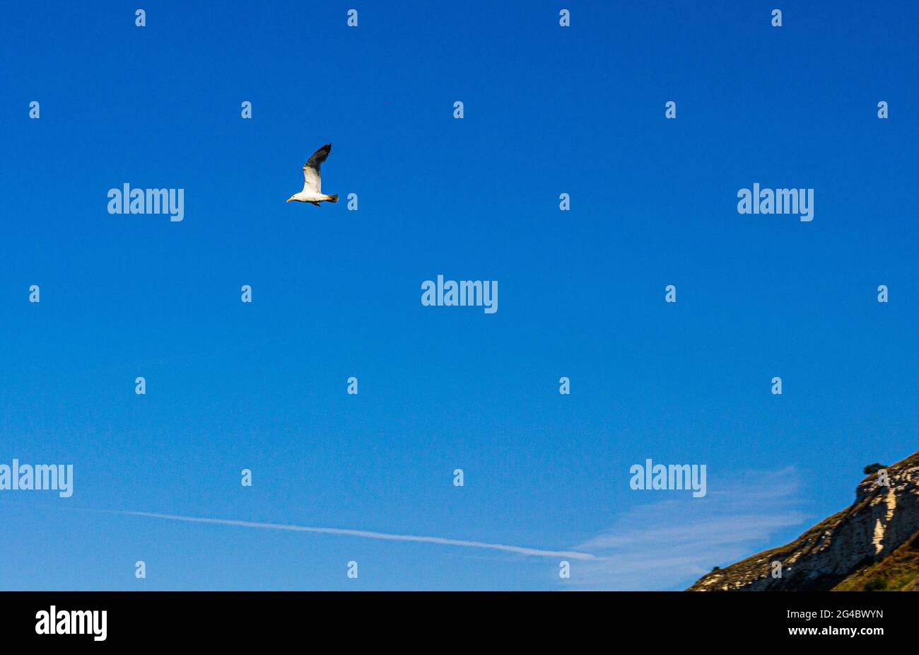 Vogel am Himmel am Meer, ein Vogel, Möwe Stockfoto Vogel am Himmel am Meer, ein Vogel, Möwe Stockfoto
