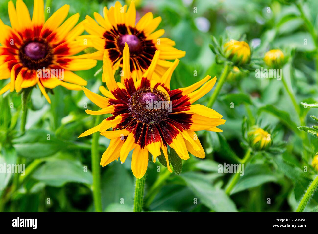 Gerberas sind gelb. Gelbe Gartenblumen. Ein großes Foto einer Blume. Stockfoto