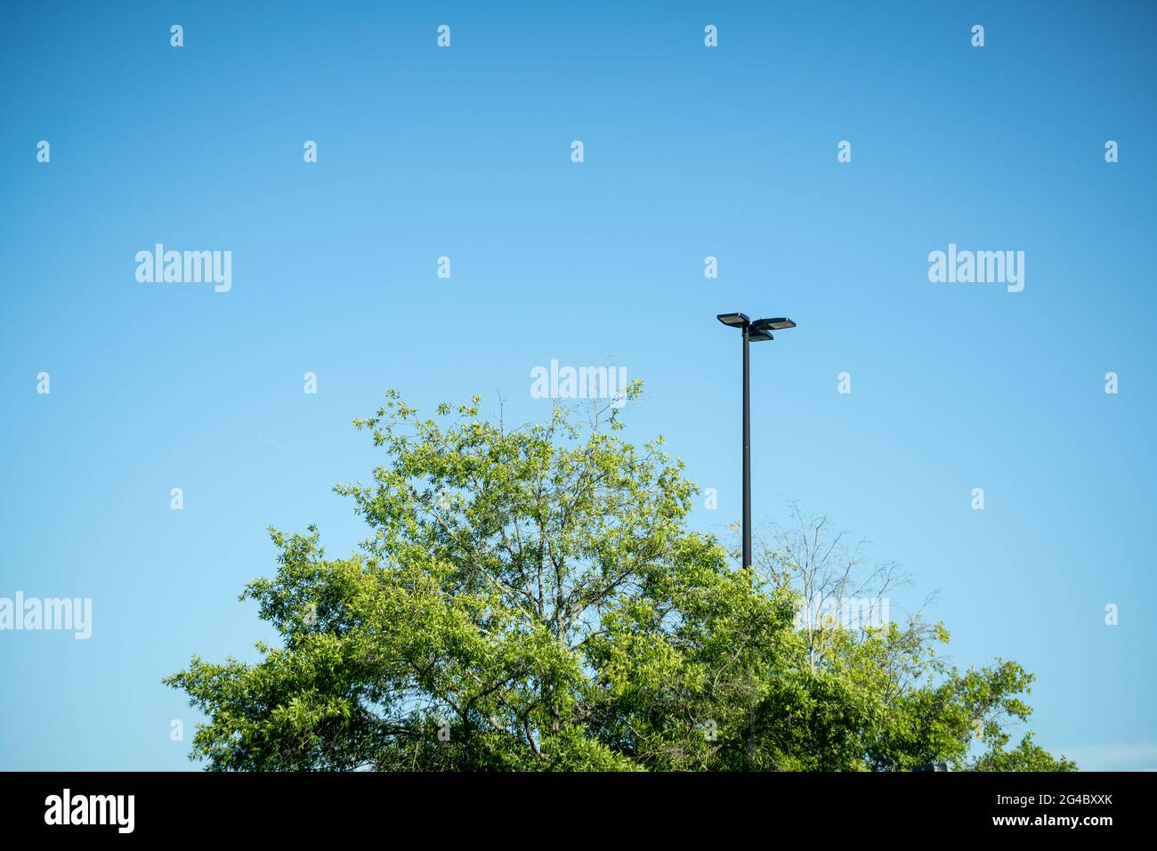 Eine Baumkrone mit grünen Blättern, die einem schwarzen Lichtmast aus industriellem Metall gegenübergestellt wird, gegen den klaren wolkenlosen blauen Himmel. Stockfoto