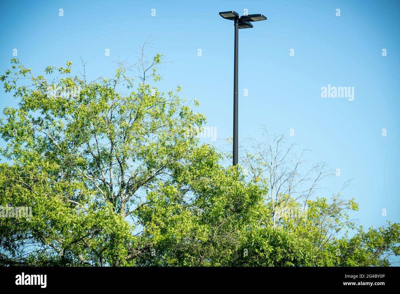 Eine Baumkrone mit grünen Blättern, die einem schwarzen Lichtmast aus industriellem Metall gegenübergestellt wird, gegen den klaren wolkenlosen blauen Himmel. Stockfoto
