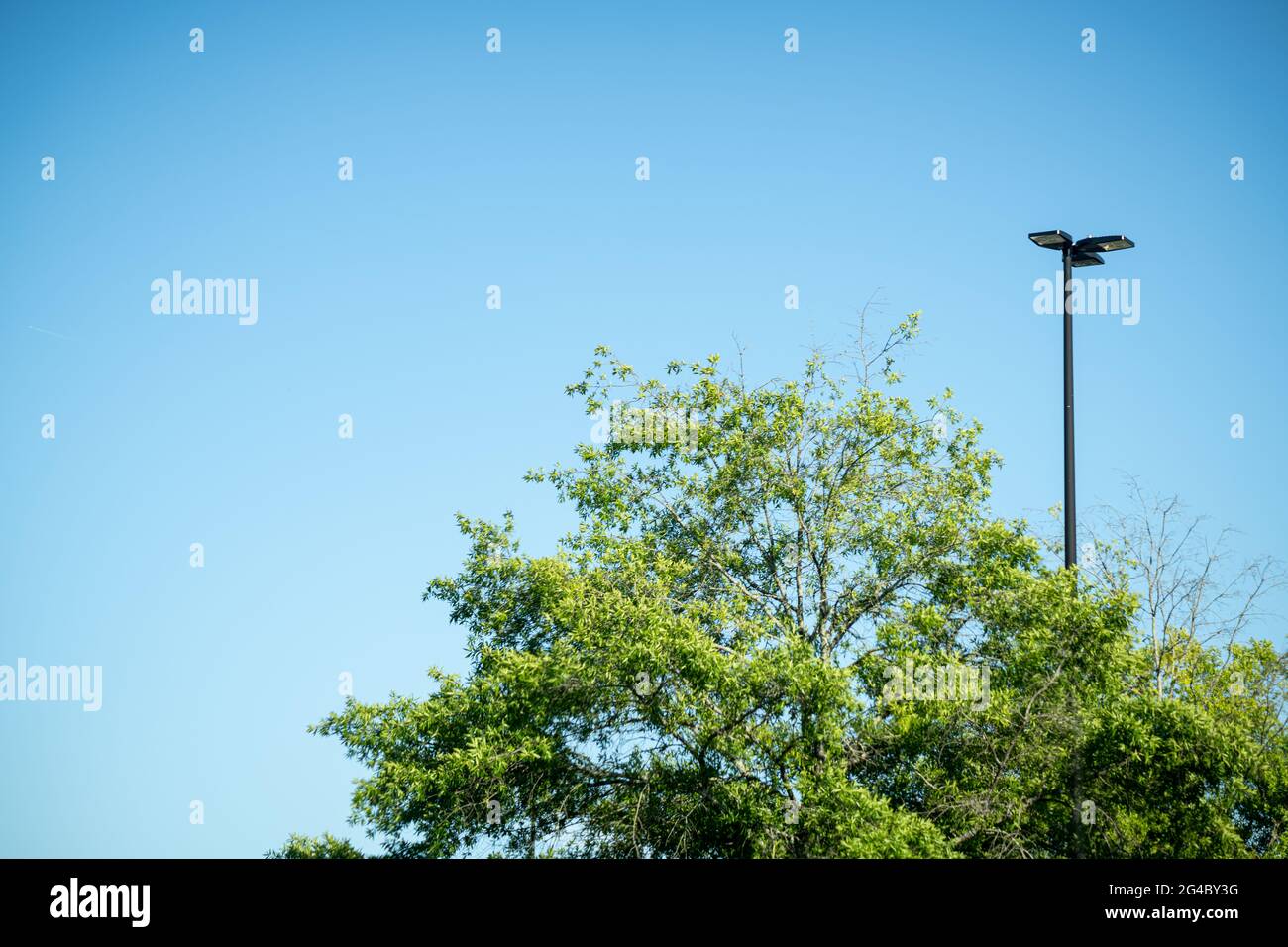 Eine Baumkrone mit grünen Blättern, die einem schwarzen Lichtmast aus industriellem Metall gegenübergestellt wird, gegen den klaren wolkenlosen blauen Himmel. Stockfoto