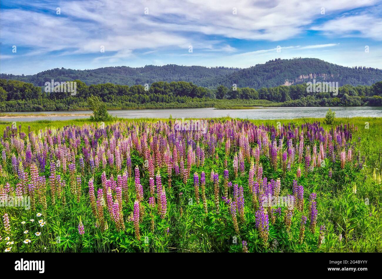 Malerische Sommer-Berglandschaft mit Wiese mit bunten Lupinenblumen am Ufer des Flusses. Helle wilde Lupinen am Fluss - idyllische Landschaft. Mo Stockfoto
