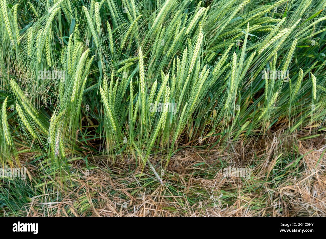 Detailfläche einer jungen grünen zweireihigen Gerstenernte in einem Feld Stockfoto