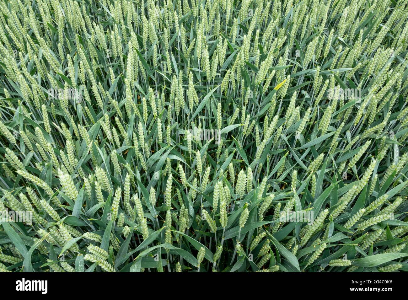 Detailbereich einer jungen grünen Weizenernte auf einem Feld Stockfoto