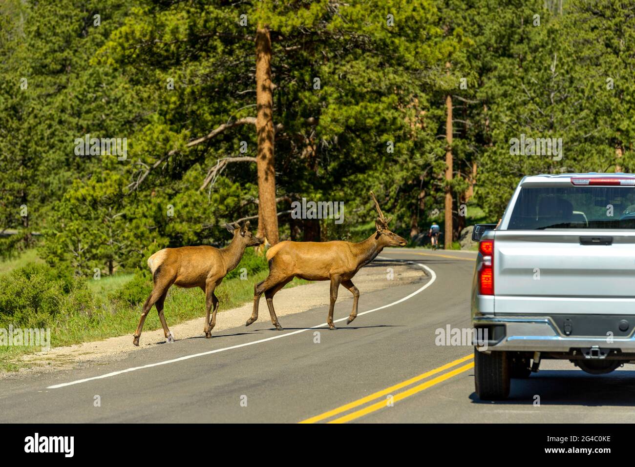 Elks on Road - zwei junge Elche laufen an einem Frühlingsmorgen im Rocky Mountain National Park, Colorado, USA, über die US-Route 36. Stockfoto