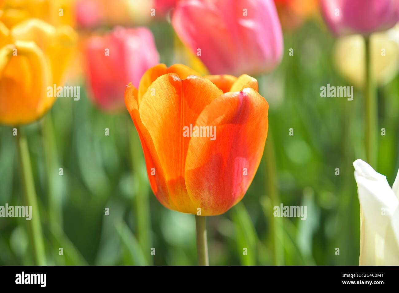 Colours of Spring - Nahaufnahme einer bunten Tulpe, die in einem Frühlingsblumenbett blüht. Colorado, USA. Stockfoto