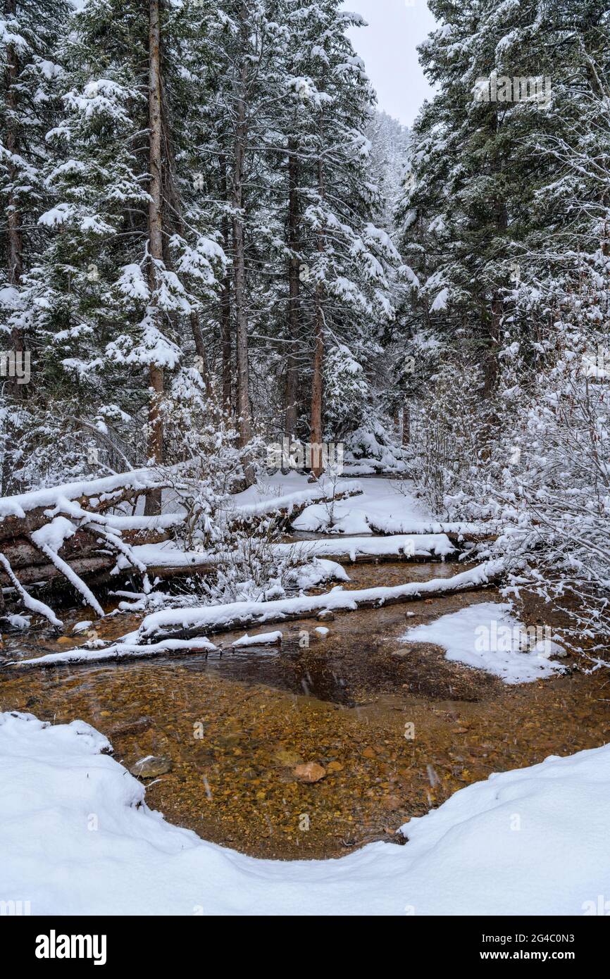 Spring Mountain Pond - Vertikal - Frühlingsschnee fällt auf einen kleinen Bergteich in einem dichten Wald. Fall River im Rocky Mountain National Park, CO, USA. Stockfoto