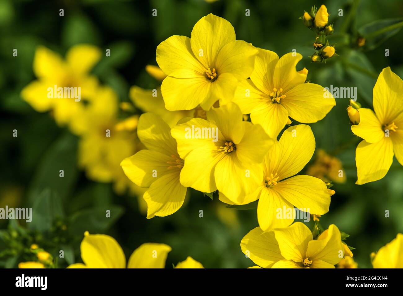 Busch flachs Fotos und Bildmaterial in hoher Auflösung Alamy