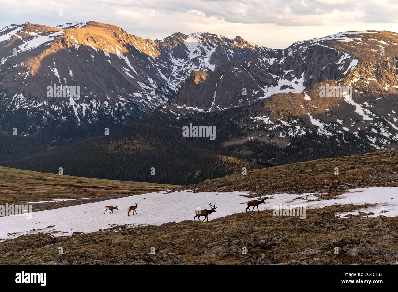 Mountain Elks - EINE Elchherde, die an einem stürmischen Frühlingsabend entlang der Trail Ridge Road auf Schneehügeln wandert. Rocky Mountain National Park, CO, USA. Stockfoto
