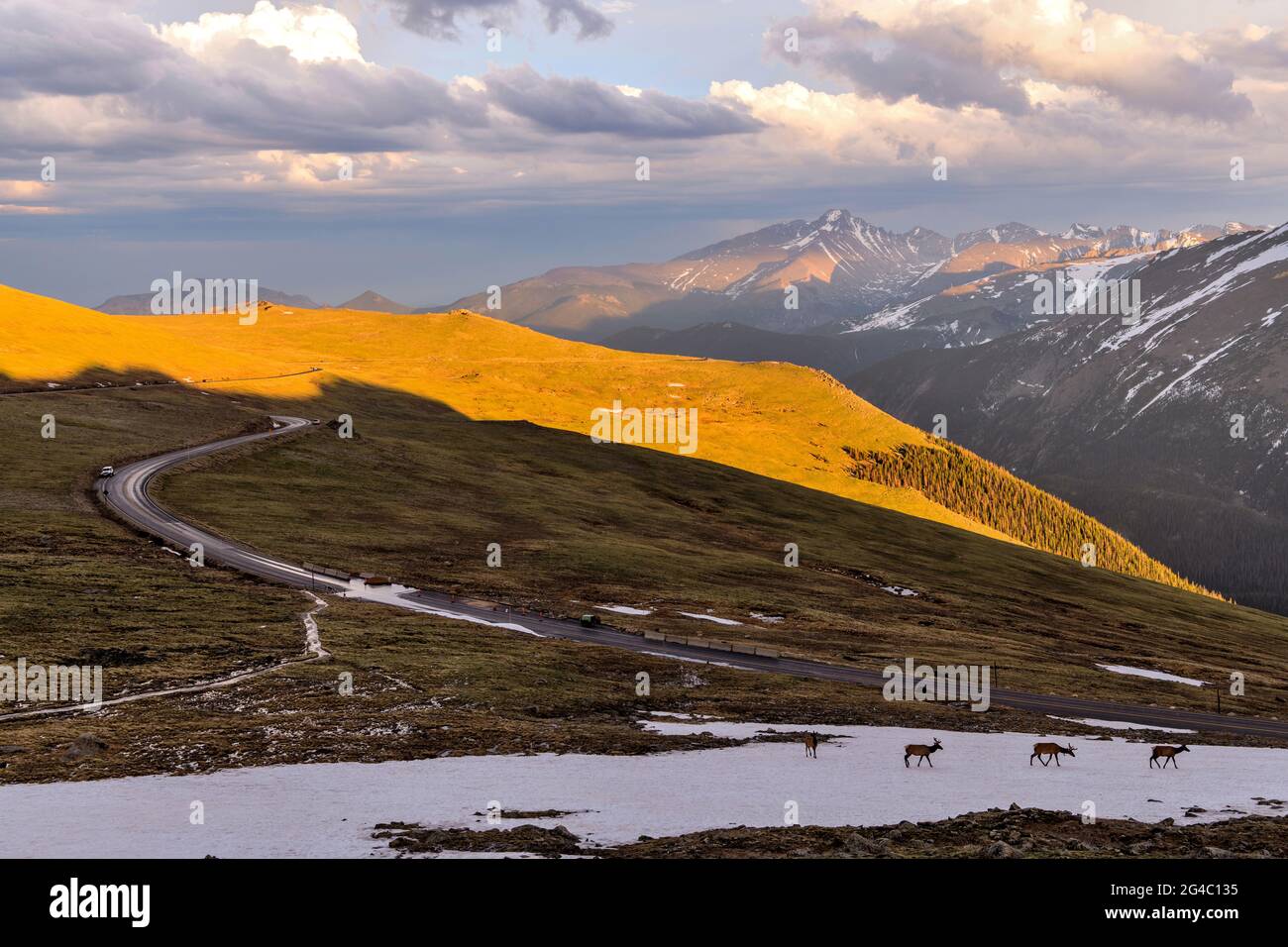 Trail Ridge Road - EINE Elchherde, die an einem stürmischen Frühlingsabend entlang der Trail Ridge Road auf Schneehügeln wandert. Rocky Mountain National Park, CO Stockfoto