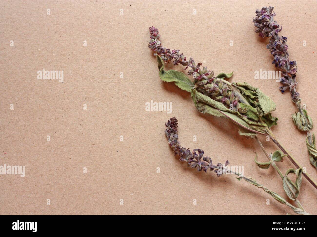 Getrocknete Salbei Blumen auf einem Papier Hintergrund. Hochwertige Fotos Stockfoto