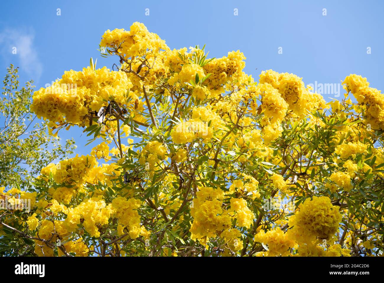 48+ Baum Mit Großen Blüten, Für jede gartengröße und nahezu alle