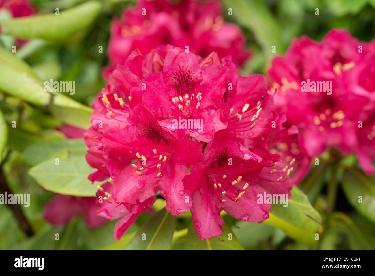 Rhododendron ‘Marie Forte’ blüht mit Regentropfen. Gruppen von trichterförmigen tiefrot-roten Blüten mit dunklen Markierungen am Hals jeder Blume Stockfoto