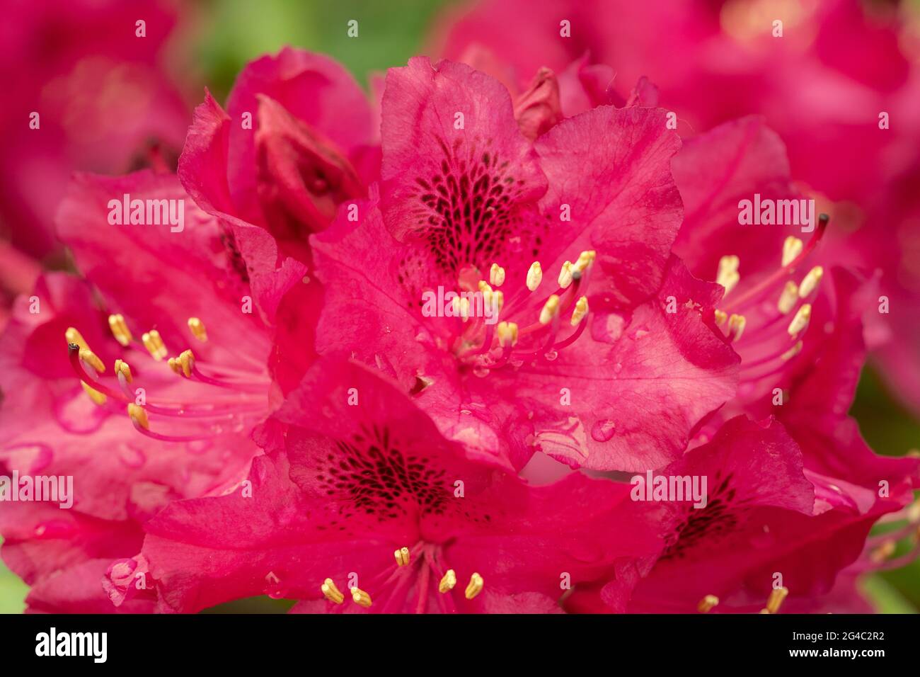 Rhododendron ‘Marie Forte’ blüht mit Regentropfen. Gruppen von trichterförmigen tiefrot-roten Blüten mit dunklen Markierungen am Hals jeder Blume Stockfoto