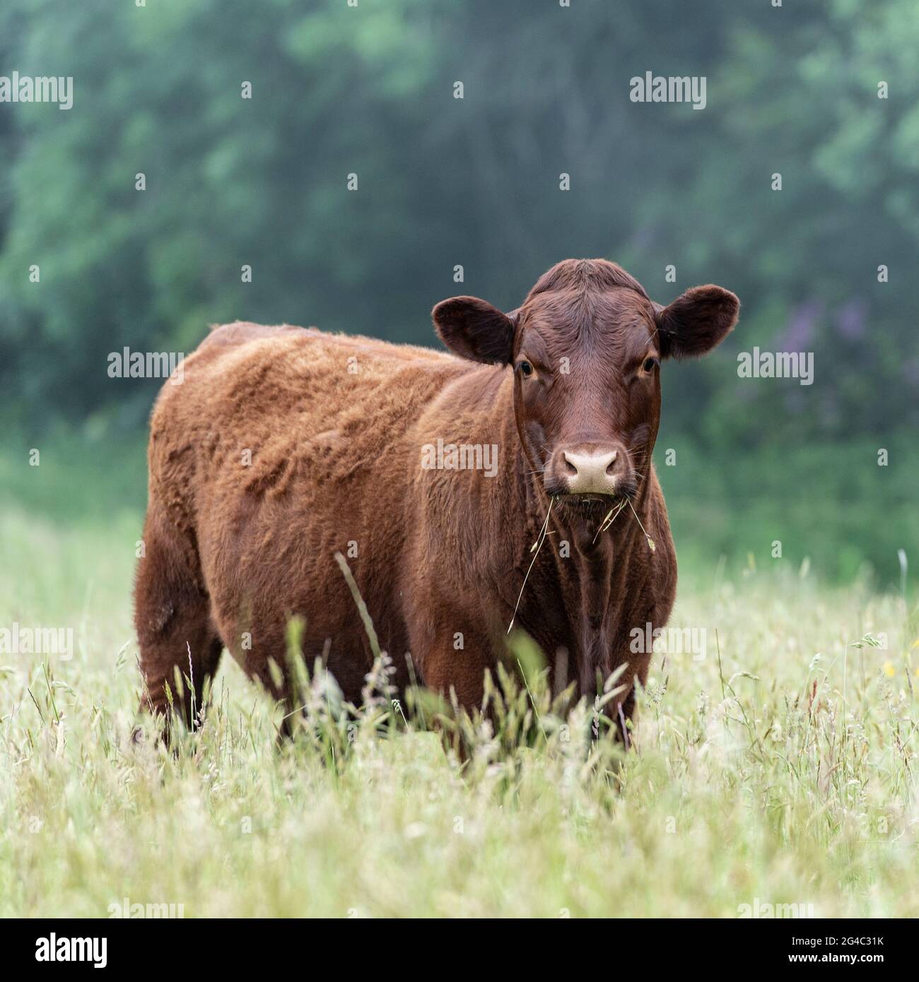 Ruby Devon Kuh im Feld Stockfoto