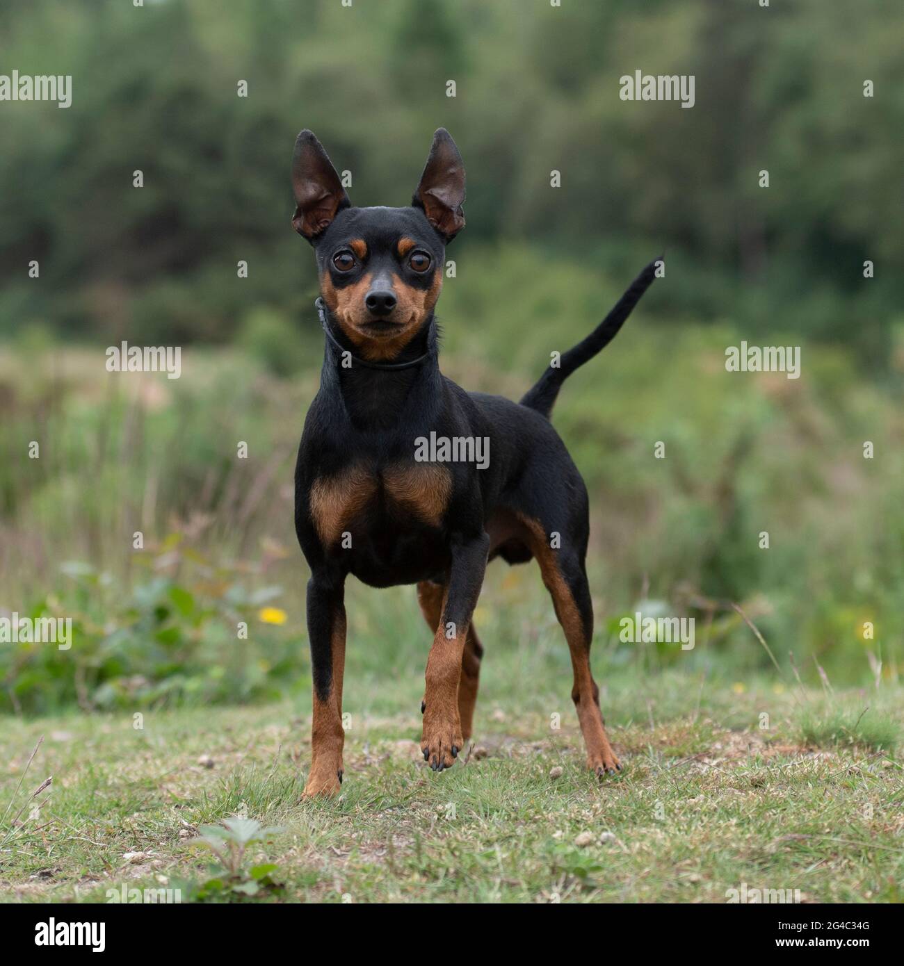 Miniatur pinscher Stockfoto