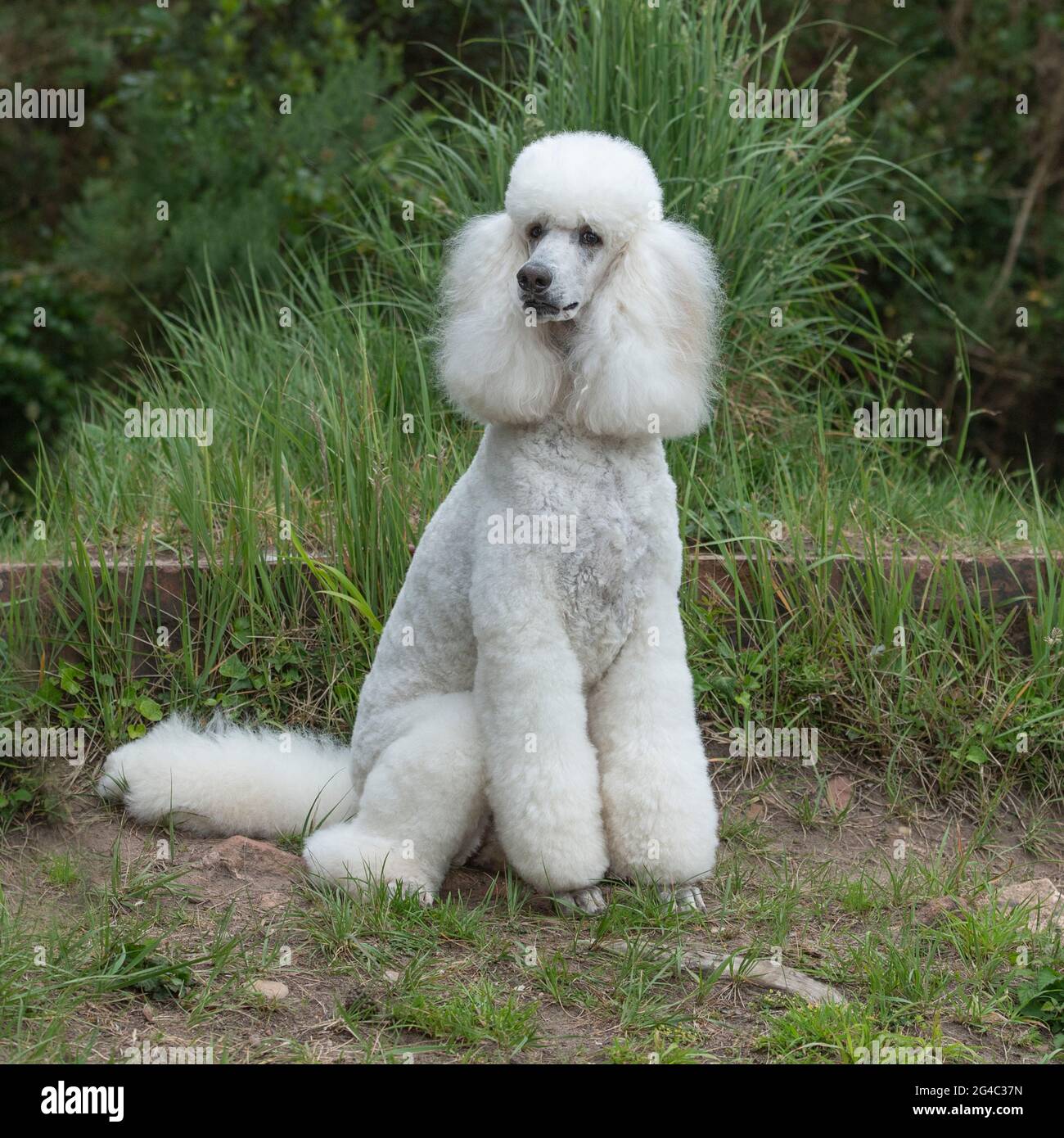 Normaler Pudelhund Stockfoto