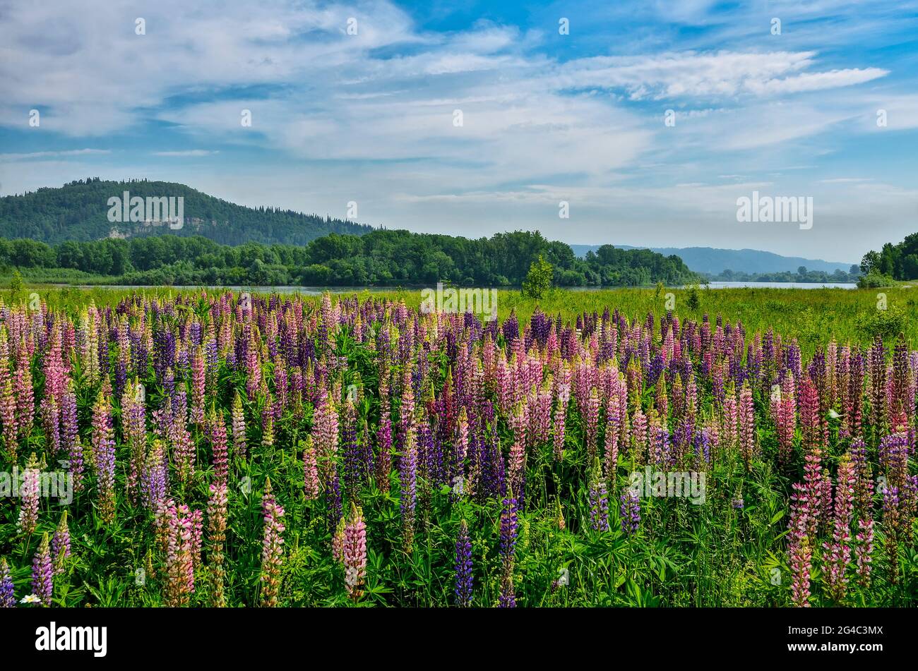 Malerische Sommer-Berglandschaft mit Wiese mit bunten Lupinenblumen am Ufer des Flusses. Helle wilde Lupinen am Fluss - idyllische Landschaft. Mo Stockfoto