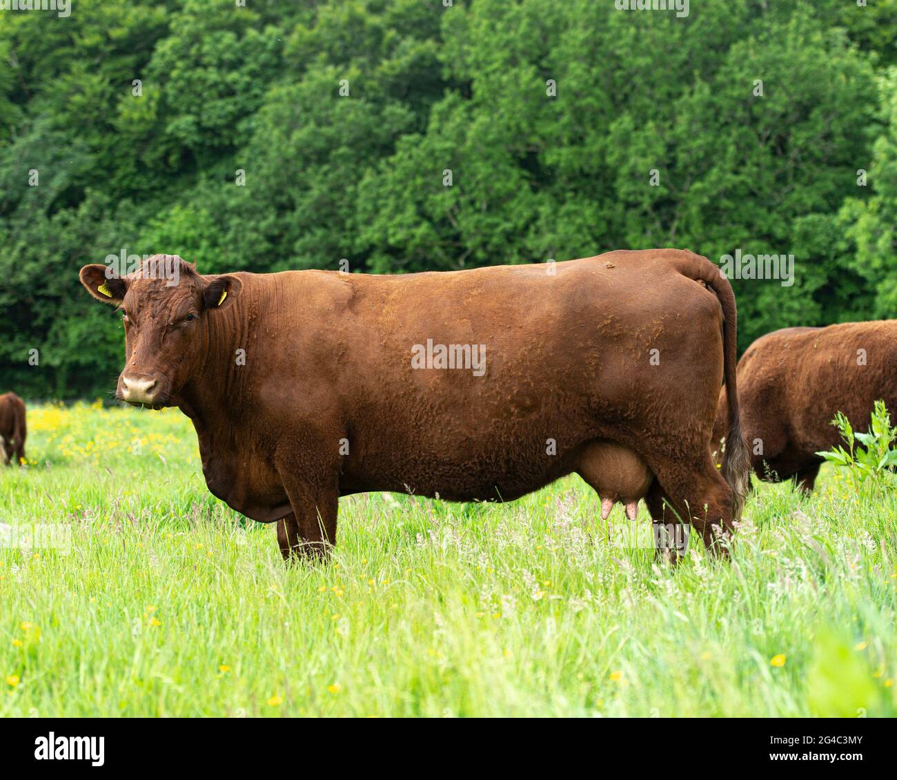 Ruby Devon Kuh im Feld stehend Stockfoto
