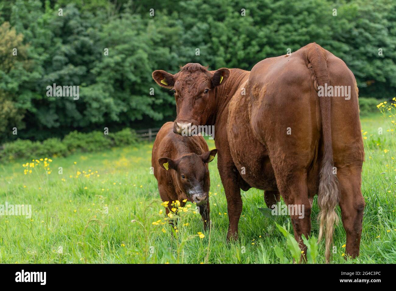 Ruby Devon Kuh und Kalb Stockfoto