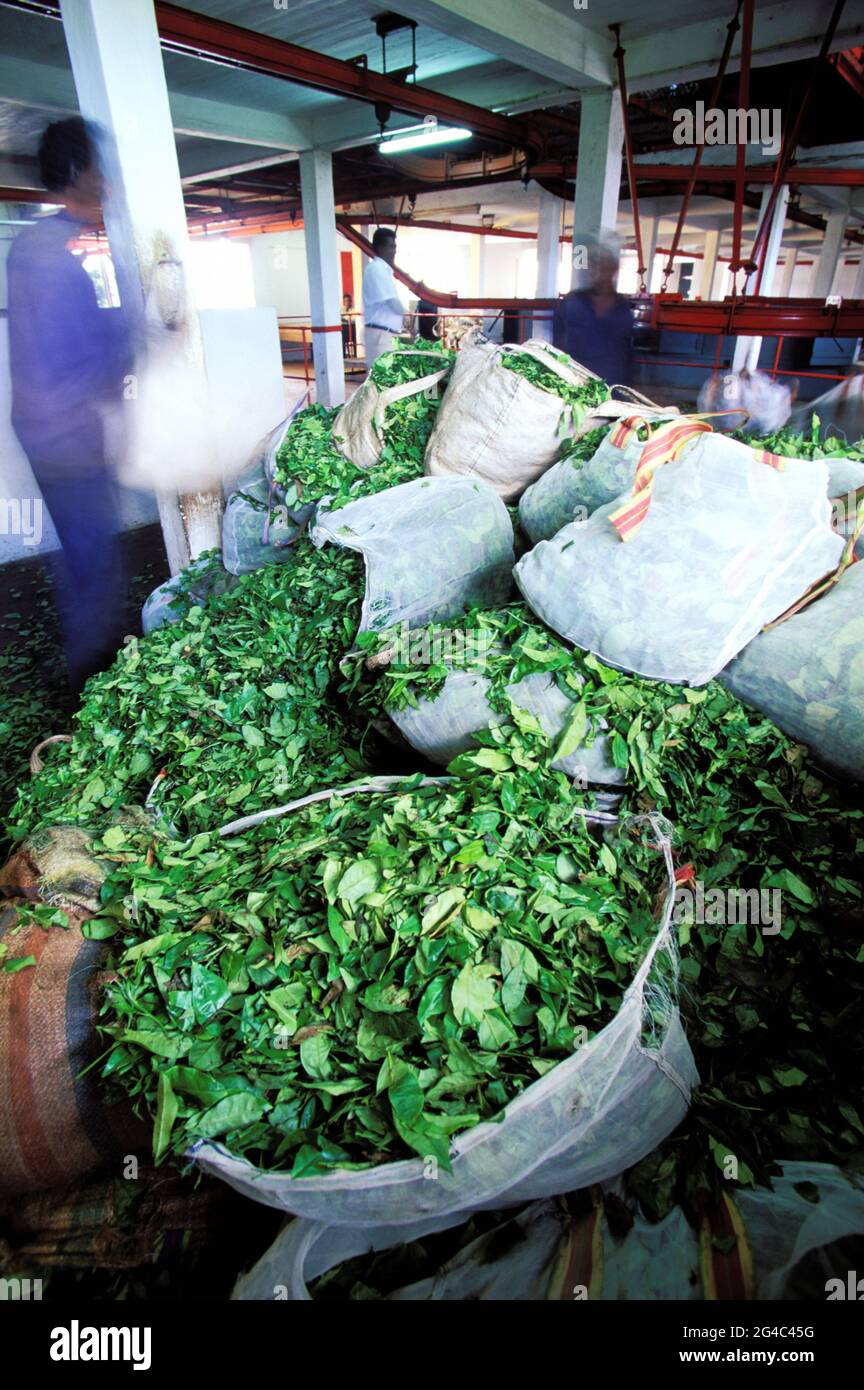 MAURITIUS. FLACQ. BOIS CHERI TEEFABRIK, EINES DER WICHTIGSTEN PRODUKTIONSZENTREN Stockfoto