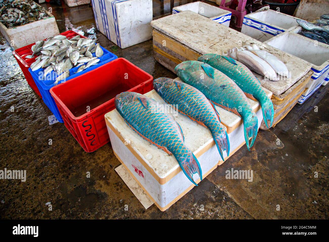 Negombo Fischmarkt früh am Morgen, in Negombo, Sri Lanka Stockfoto