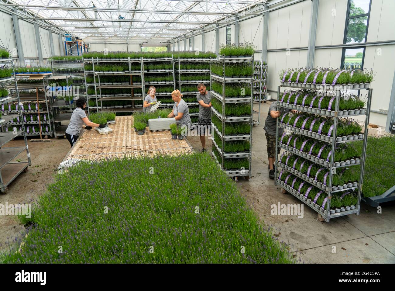 Gartenbauunternehmen, Lavendelpflanzen, in Blumentöpfen, im Freien, werden  verpackt, um sie für den Verkauf bereit zu machen, NRW, Deutschland  Stockfotografie - Alamy