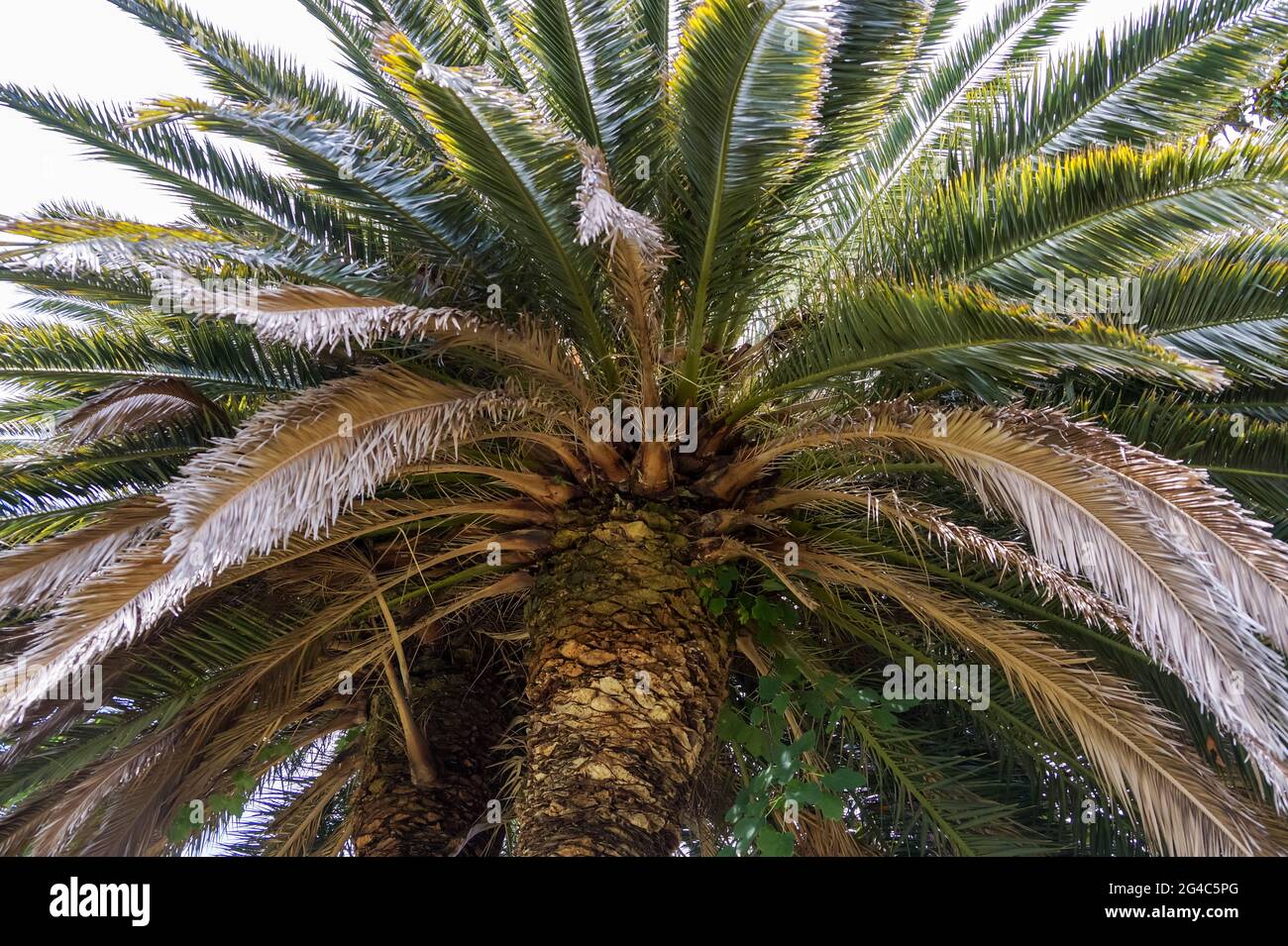 Dattelpalme aufsteigen. Stockfoto