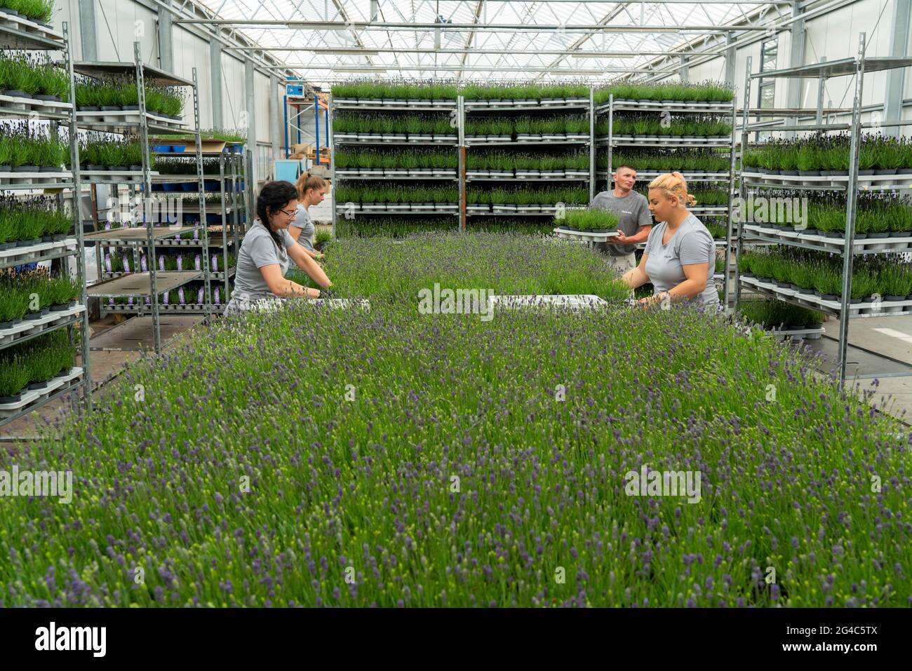 Gartenbauunternehmen, Lavendelpflanzen, in Blumentöpfen, im Freien, werden verpackt, um sie für den Verkauf bereit zu machen, NRW, Deutschland Stockfoto