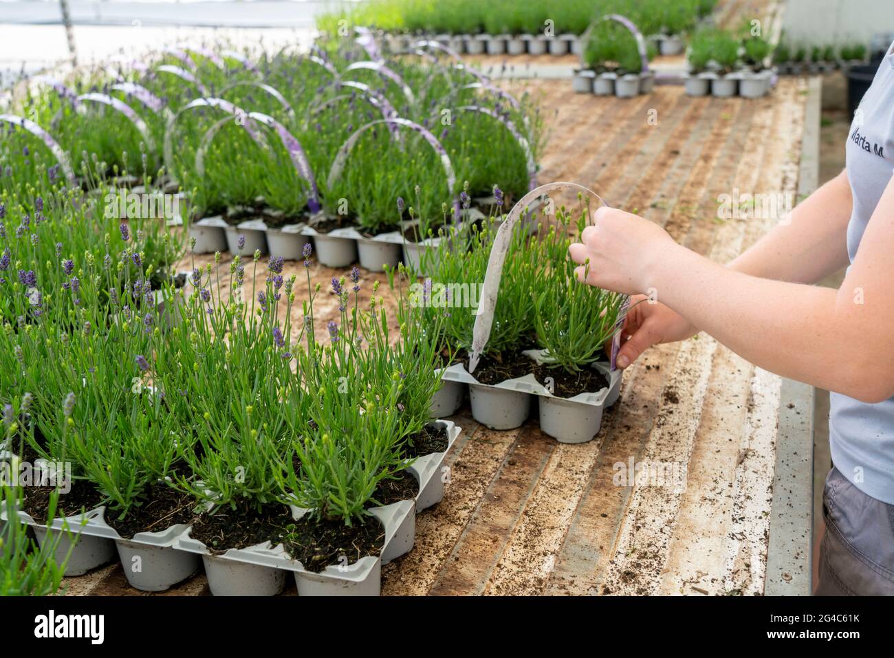 Gartenbauunternehmen, Lavendelpflanzen, in Blumentöpfen, im Freien, werden verpackt, um sie für den Verkauf bereit zu machen, NRW, Deutschland Stockfoto