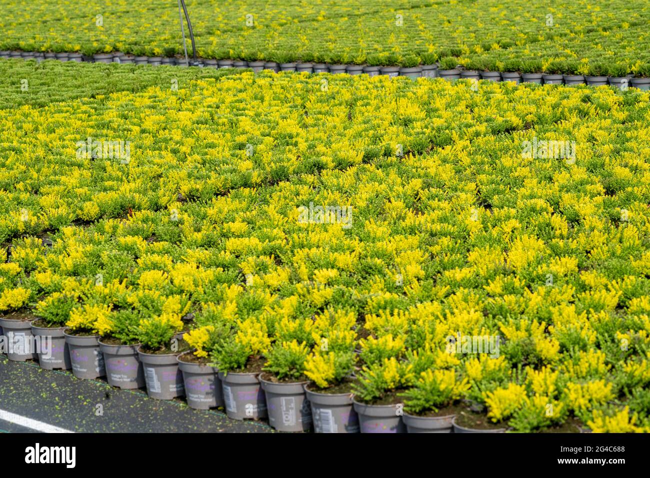 Gartenbau, Besen Heidekraut Pflanzen, in Blumentöpfen, im Freien, Calluna vulgaris, NRW, Deutschland Stockfoto