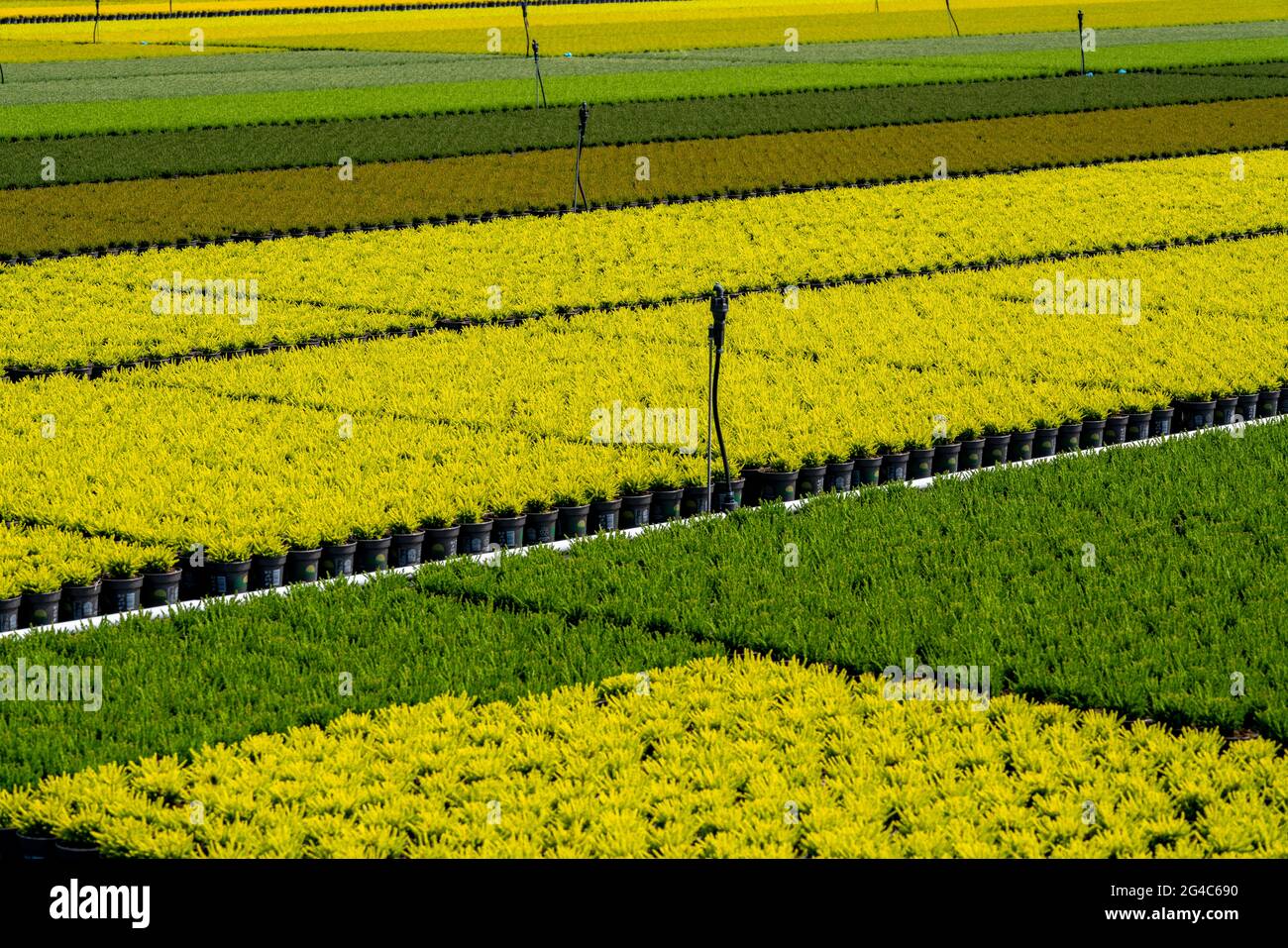 Gartenbau, Besen Heidekraut Pflanzen, in Blumentöpfen, im Freien, Calluna vulgaris, NRW, Deutschland Stockfoto
