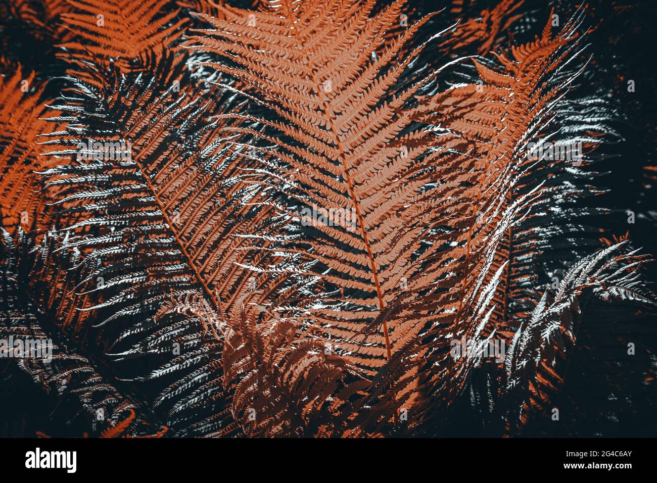Farne, abstrakte Farbe, kreative Anordnung, die den Rahmen füllt Stockfoto