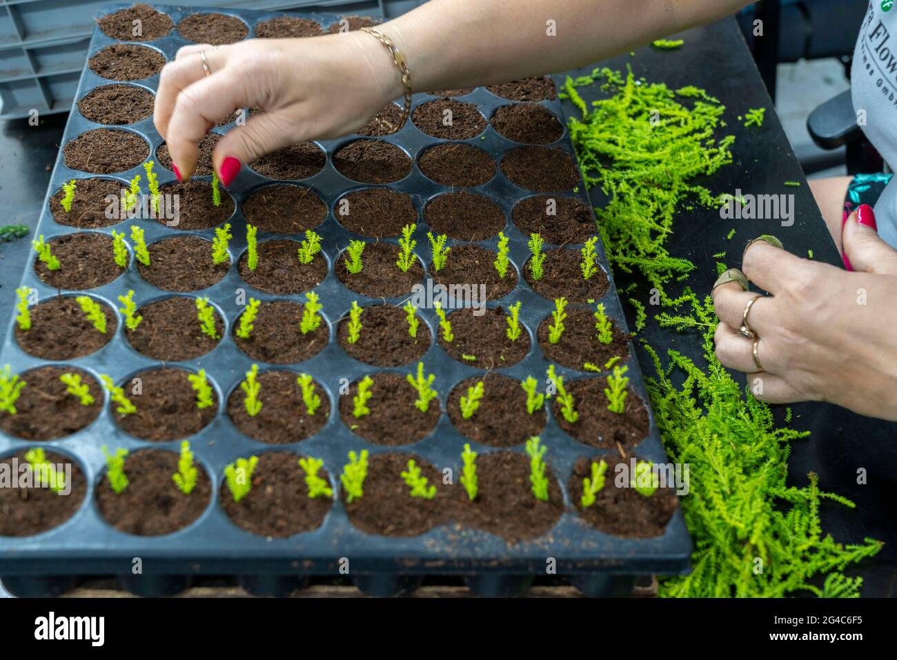 Gartenbau, Stecklinge, Heidekraut, Besenheide, Calluna vulgaris werden von Hand in kleine Töpfe, Schalen, damit sie wachsen, bevor sie la Stockfoto