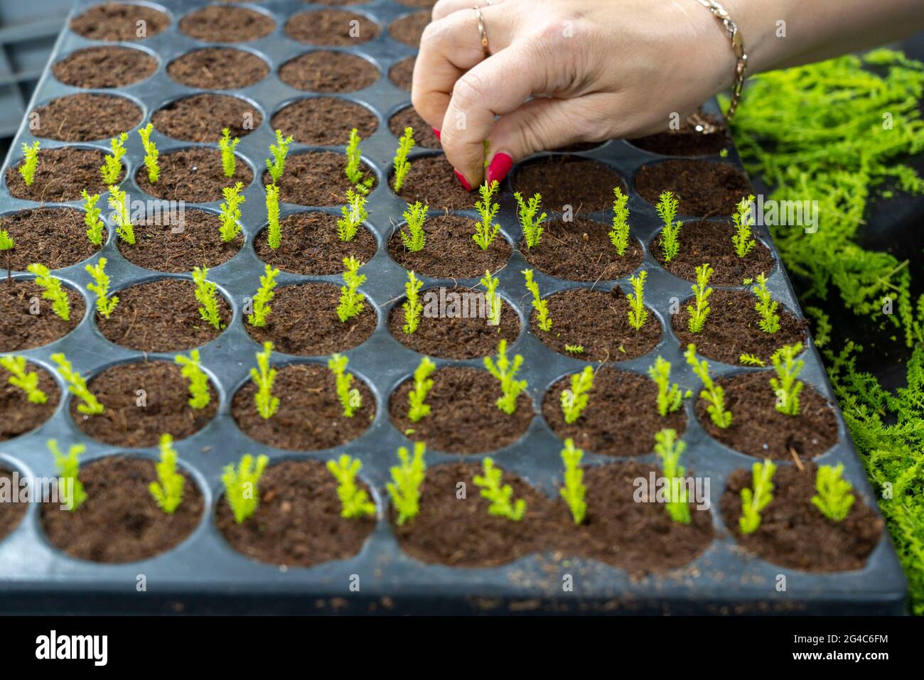 Gartenbau, Stecklinge, Heidekraut, Besenheide, Calluna vulgaris werden von Hand in kleine Töpfe, Schalen, damit sie wachsen, bevor sie la Stockfoto