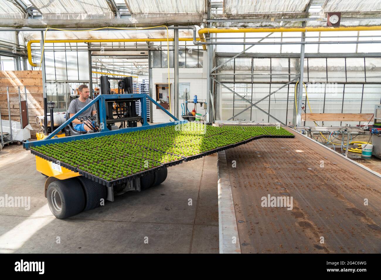 Gartenbauunternehmen, Stecklinge, Heidekraut, Ginster Heidepflanzen, Calluna vulgaris, Werden nach dem Wachsen und Umtopfen, in ein Gewächshaus, für transportiert Stockfoto