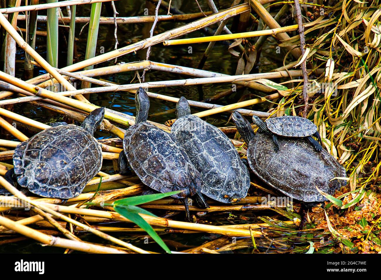Baby-Karettschildkröten, auch bekannt als Caretta Caretta in Iztuzu, Dalyan, Türkei Stockfoto