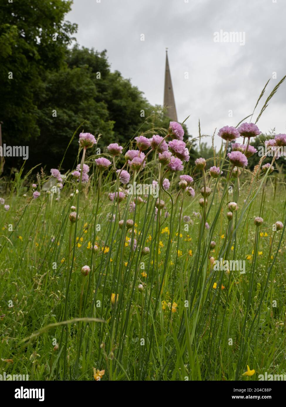 Tall Thrift (Armeria maritima subsp. Elongata) ist eine seltene und gefährdete Unterart des Thrifts. Stockfoto